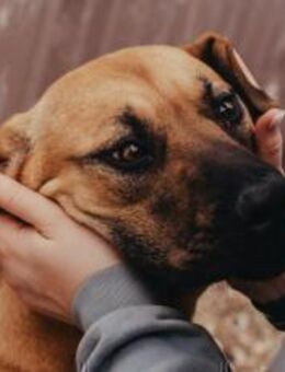 Miss Lilly sucht ein Zuhause - München