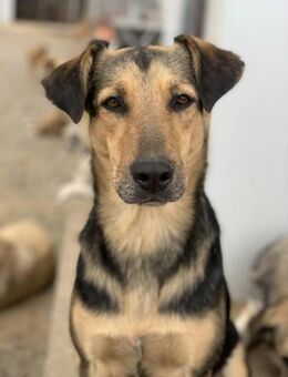 Wendy sucht ihr großes Glück - Celle