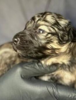 Zauberhaftes Welpenmädchen 27B - Kallmünz