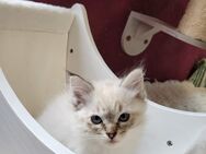 Letzte Chance: 2 verschmuste Ragdoll-Kater suchen Familie - Neustadt (Weinstraße)