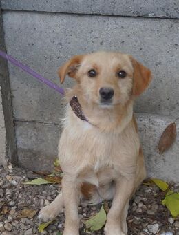 Armin ❤️ Schutzgebühr 500 Euro - Burgsinn