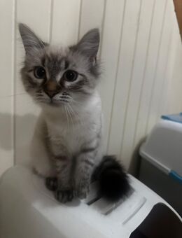 Babykatze zu verkaufen - Balingen