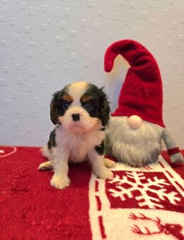 Cavalier King Charles Spaniel Welpen Rüden mit Ahnentafel - Herzogenrath