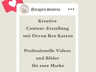 UGC Creator & Katzen-Content Creator - Schwerte (Hansestadt an der Ruhr) Zentrum