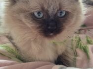 Perser Birma Kater - Berlin Reinickendorf
