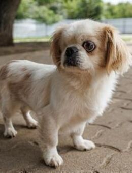 🌟 Mazsola 7 Jahre Tibet Spaniel - Kassel