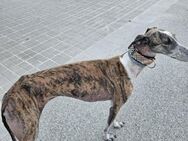 Fiona; empfindsame Galga - Geilenkirchen