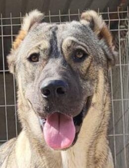 LILY💖HSH-Mix-Hündin & Herzensbrecherin! - Hamburg