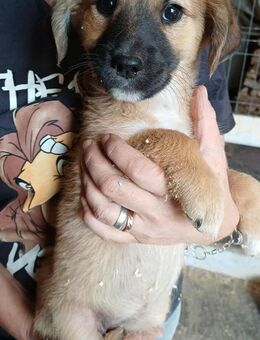 CHILLI - bald auf Pflegestelle in 52372 - Köln