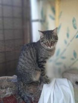Rancho, behutsames Katerchen, ca. 1 Jahr - Vaterstetten