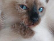 Siam Kitten Mädchen - Mayen