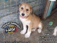 LUIGI-möchte in sein casa felice reisen - Waakirchen