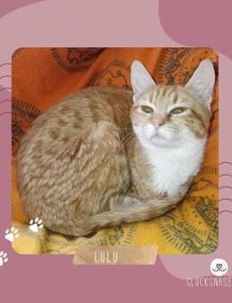 Liebe Katze Lulu sucht ihr Körbchen - Lalendorf