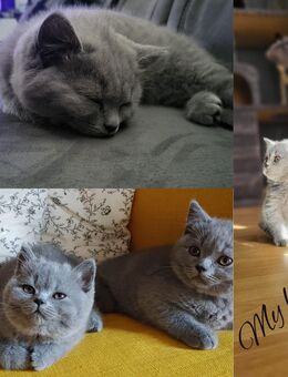 BKH Kitten Baby Katze Blau Grau - Gelsenkirchen