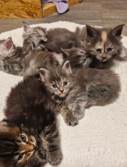 Reinrassige Maine Coon Kitten - Breitungen (Werra)