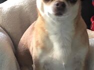 Barney sucht ein neues Zuhause (Chihuahua) - Viersen