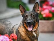 Brando❤️ sucht Pflege- oder Endstelle - Rott (Inn)