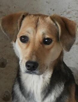 Atlanta, geb. ca. 07/2023, GRIECHENLAND - Markdorf