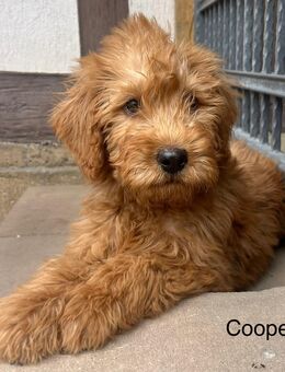 Labradoodle apricot und blond - Hofbieber