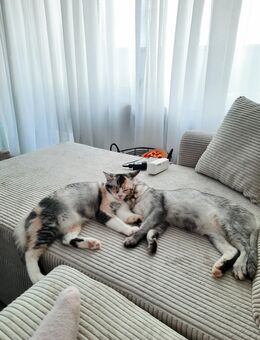 Zwei Kitten suchen ein neues Zuhause - Bochum