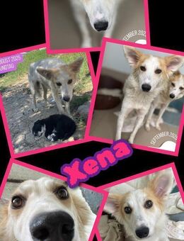 Hündin Xena möchte so gerne ausreisen - Nürnberg