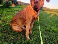 ***Verschmuster Buddy sucht ein neues Zuhause**** - Petersberg (Sachsen-Anhalt)