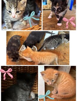 Kleine katzen, kitten, Kater - Kaltennordheim