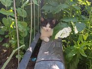 BKH Mix Kitten suchen ab Ende Juni ein neues Zuhause - Rosenheim