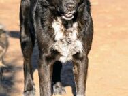 Herzhund Alina sucht ihr Zuhause - Oberhausen