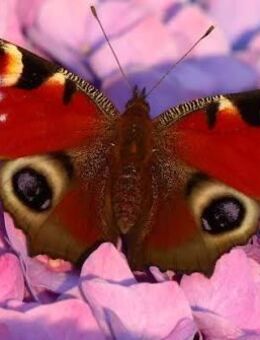 Frau sucht Frau fürs Leben - Bad Freienwalde (Oder)