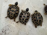 Strahlenschildkröten Astrochelys radiata Naschzuchten - Moers