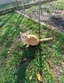 🐾 Peach sucht sein Glück! 🐾 - Freilassing