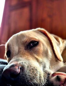 Labrador Mix - Lengefeld