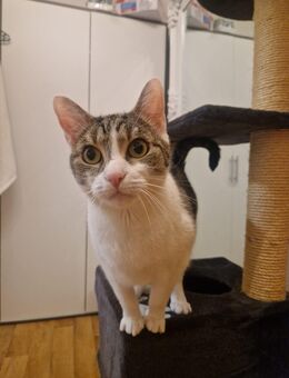 Katze in gute Hände abzugeben in - Weingarten Zentrum