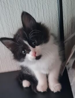 Maine Coon Mädchen - Bretten