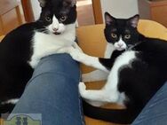 Calvin & Klein Happy Home gesucht - Bad Camberg