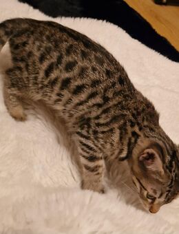 Bengal Russisch Blau Kitten Edelmix - Schöppingen