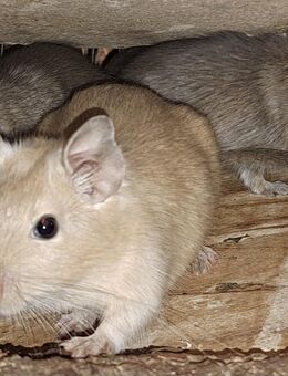 Degu Männchen - Sonnenbühl