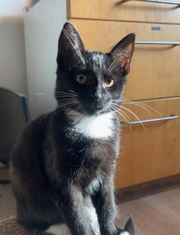 Ein wunderschöner junger Kater sucht ein wunderschönes, neues Zuhause - Witten