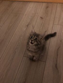 Maine Coon Kitten Mädchen sucht noch ein liebevolles Zuhause - Nordheim