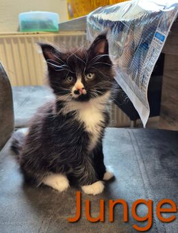 Maine Coon Kitten - Osnabrück