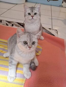 BKH Kitten 3 Jungs frei abholtbereit - Hörstel