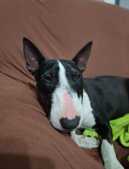 Miniature Bull Terrier - Küstriner Vorland