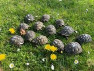 griechische Landschildkröten - Ascheberg