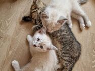 Waldkatzen Kitten mix in liebevolle Hände abzugeben - Bad Rappenau
