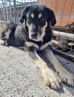 Iva von kettenlos - Bollingstedt