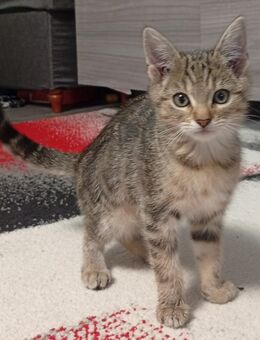 Kitten kleine Kätzchen - Schopfloch (Baden-Württemberg)