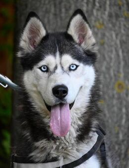 Maya SI - sehr sozial und verträglich - Rheine