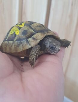 Griechische Lanadschildkröten NZ 2022 - Freilassing