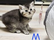 BKH Kitten - Spelle